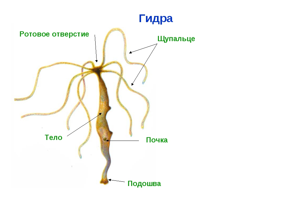 Kraken маркетплейс